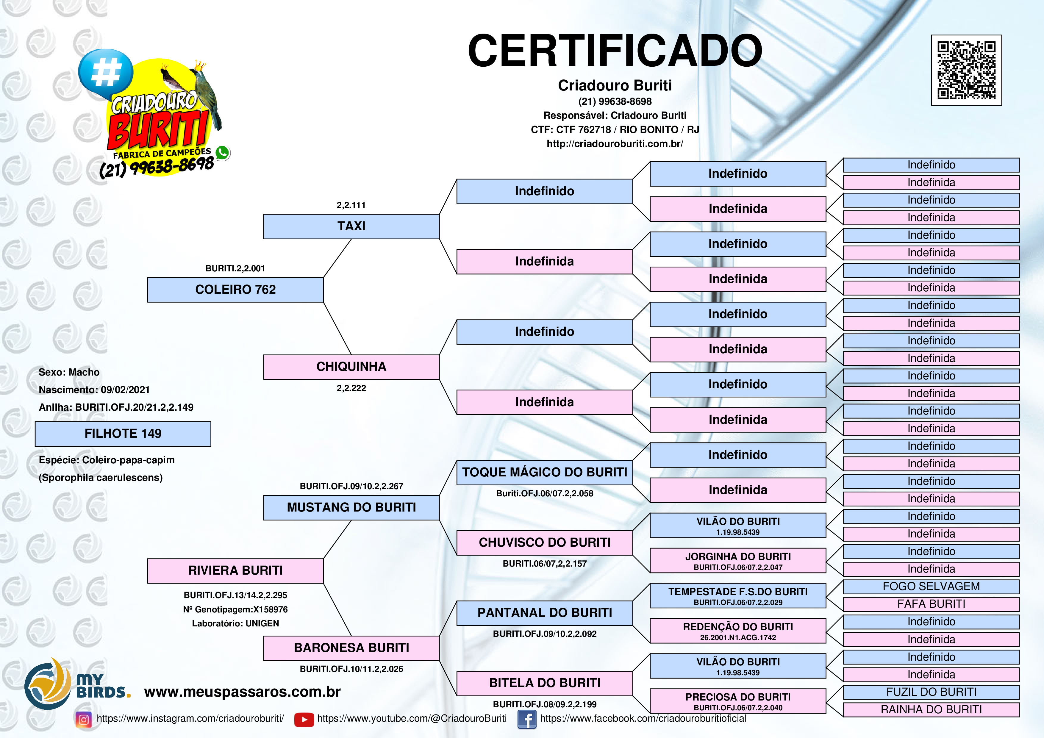 Mybirds Rvore Genealogica